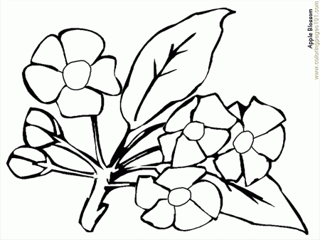 Coloring Pages Flower Coloring Pages Appleblossom (Natural World 
