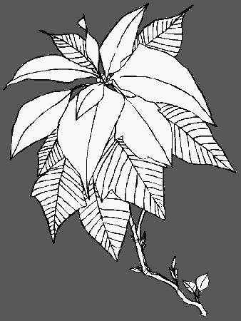 Poinsettia3 Holidays Coloring Pages & Coloring Book