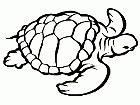 Turtles K10 Animals Coloring Pages & Coloring Book