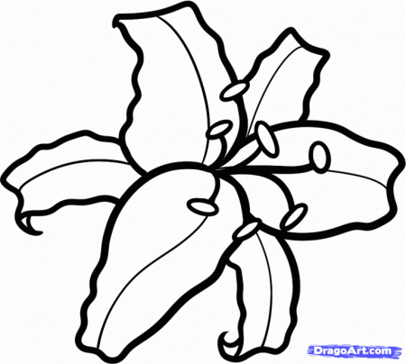 Stargazer Lily Coloring Pages | Online Coloring Pages