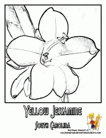 Flower Coloring Pages | States Penn-Wyoming | USA Islands | Free 