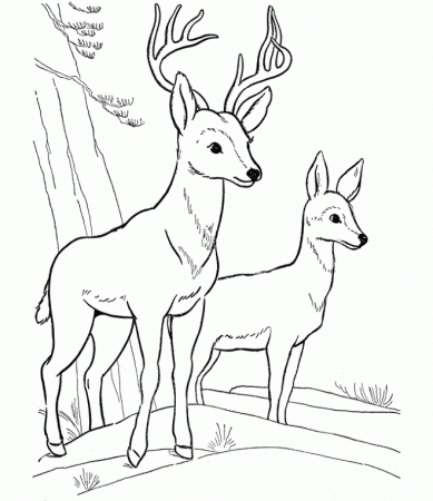 Two-Deer-Coloring-Pages.jpg