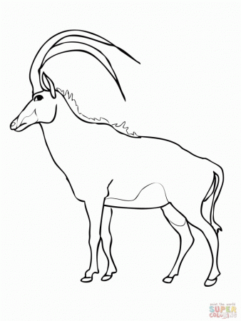Wooded Savannah Sable Antelope Coloring Online Super Coloring 