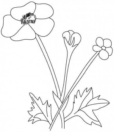 Buttercup Flowers Coloring Pages Free For Kids #