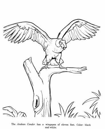 Animal Drawings Coloring Pages | Condor bird identification 