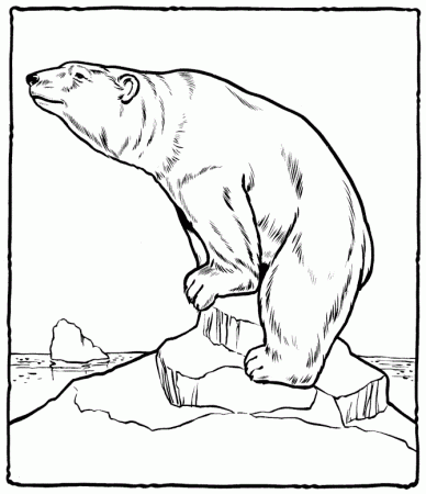 Polar Bear Coloring Pages For Kids | COLORING WS
