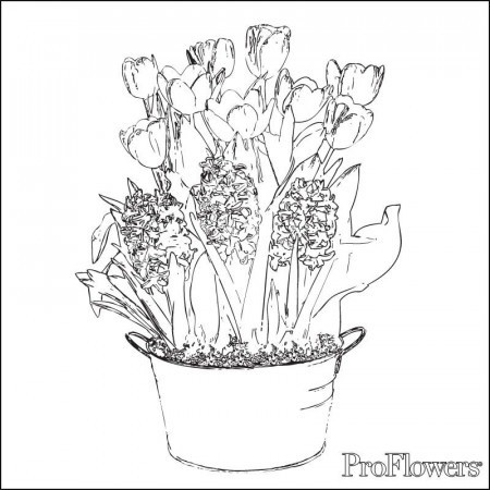 32 Tulip Coloring Pages | Free Coloring Page Site
