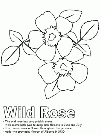 Wild Rose coloring page