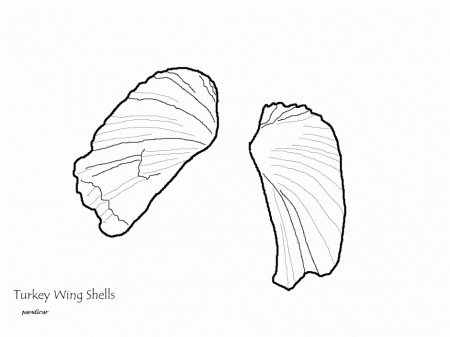 Seashell Coloring Pages Sea Shell Coloring Pages Printable 161006 
