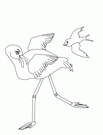 Coloring Pages - Flamingo