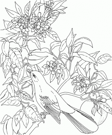 Free Printable Coloring Page Florida State Bird And Flower 169182 