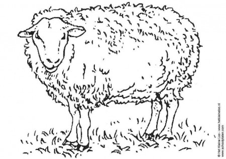 Printable Sheep Coloring Pages - Honningpupp II