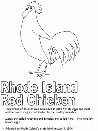 Rhode Island Red coloring page