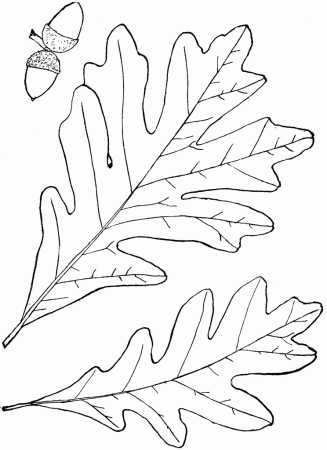 Genus Quercus, L. (Oak) | ClipArt ETC