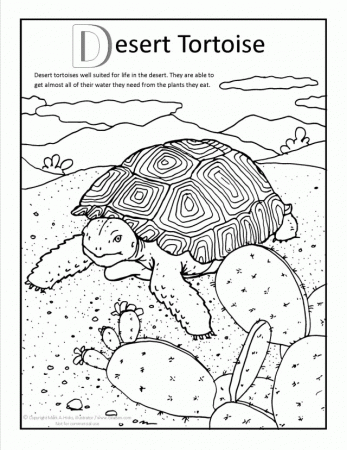 Printable Desert Tortoise Coloring pages | Coloring Pages