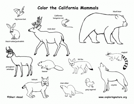 Kids Coloring Coloring Pages Happy Cat Logo Mammals Cats Free 