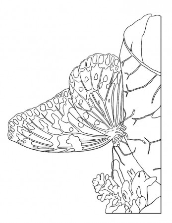 Butterfly Coloring Page for Kids - Free Printable Picture