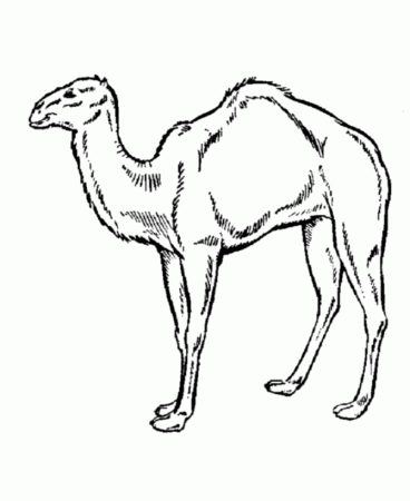 Free Printable Camel Coloring Pages For Kids