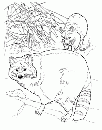 Raccoon Coloring Pages | 99coloring.com