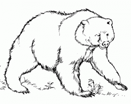 Coloring Pages A Black Bear - HD Printable Coloring Pages