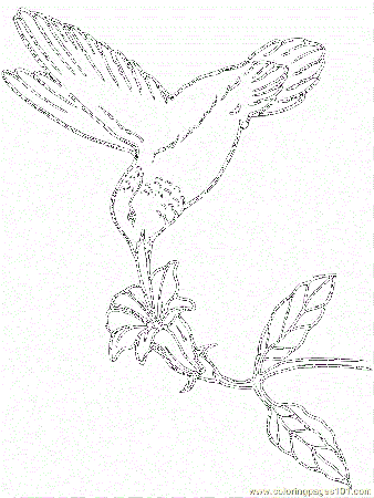 Coloring Pages Hummingbird (Animals > Birds) - free printable 