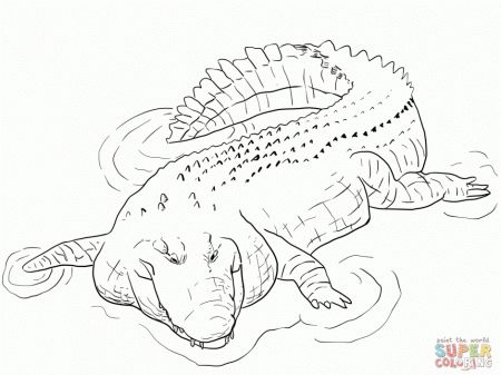 Coloring Page Of A Happy Alligator For Kids Coloring Point 157500 