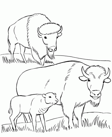 Wild Animal Coloring Pages | Bison family grazing on the plain 