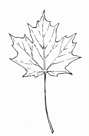 Acer saccharum (sugar maple): Go Botany