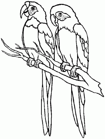 parrot colouring picture - get domain pictures - getdomainvids.