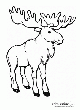 Moose Animal Png 244779 Moose Coloring Pages