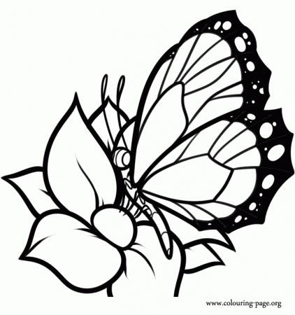 Butterflies - A delicate butterfly resting on a flower coloring page