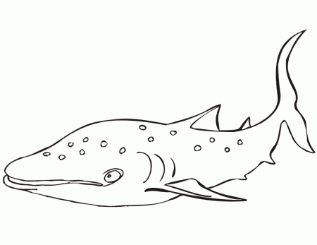 Realistic Shark Coloring Pages