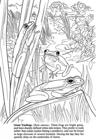 Frog coloring page | Pond Life
