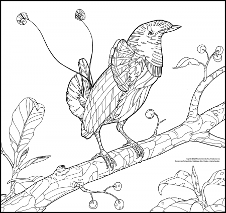 COLORING PAGE FREE DOWNLOADS – Cornell Lab Publishing Group