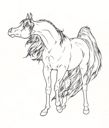 Arabian Horse Lineart by ReQuay on deviantART | Horse coloring pages, Horse  coloring, Horse pictures to print