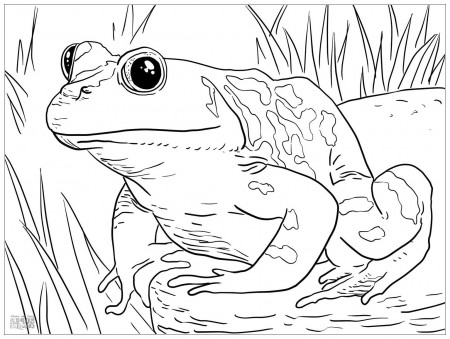 Frogs-to-download-for-free - Frogs Kids Coloring Pages