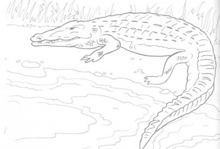 Free Printable Crocodile Coloring Pages For Kids