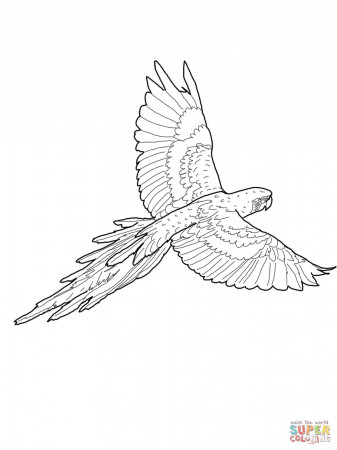 Jamaican Red Macaw coloring page | Free Printable Coloring Pages