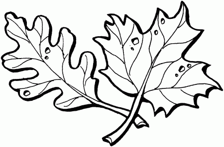 Printable Maple Leaves Coloring Pages | Cooloring.com