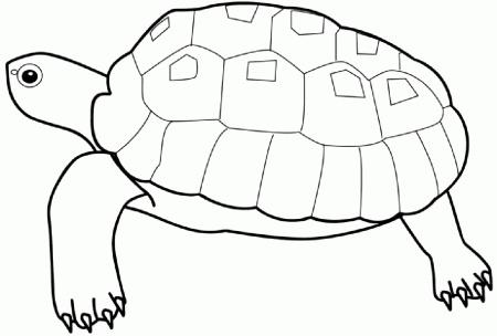 Animal Turtle Coloring Page - Coloring Pages For All Ages