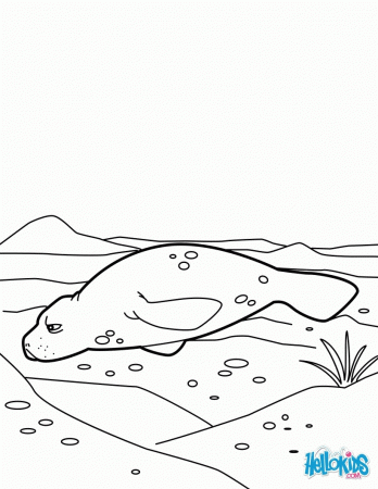 SEA ANIMALS coloring pages - Manatee