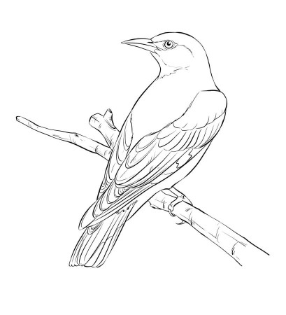 Coloring pages: Orioles, printable for kids & adults, free