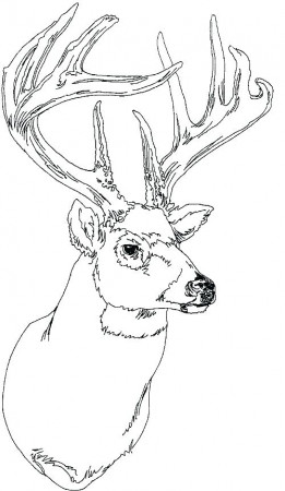 white tailed deer coloring pages – donostia.co