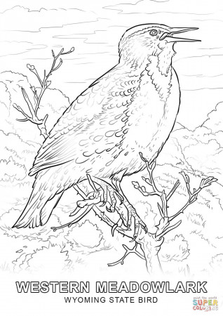 Wyoming State Bird coloring page | Free Printable Coloring Pages