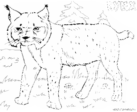 Lynx coloring pages | Coloring pages to download and print