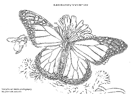butterfly coloring pages for adults | Only Coloring Pages