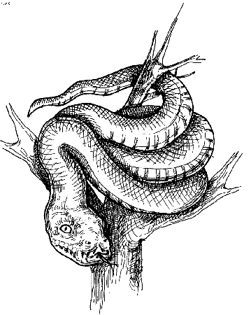 Python Coloring Page, Printable Python Coloring Pages