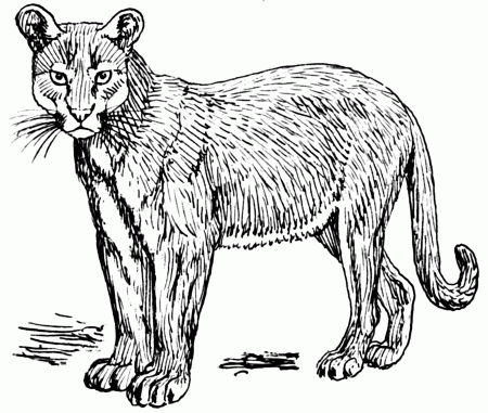 File:Puma 2 (PSF).png - Wikimedia Commons