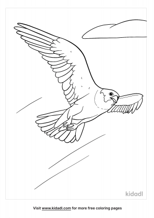 Peregrine Falcon Coloring Pages | Free Birds Coloring Pages | Kidadl