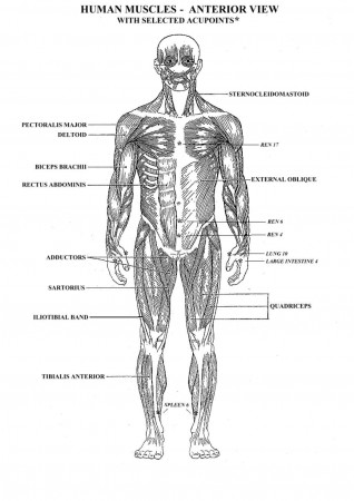 Muscle Anatomy Coloring Sheets - Anatomy Human Body